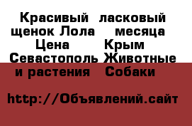 Красивый, ласковый щенок Лола. 2 месяца › Цена ­ 1 - Крым, Севастополь Животные и растения » Собаки   